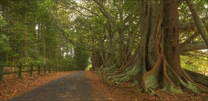 Norfolk Island Banyan - NSW T (PBH4 00 12023)